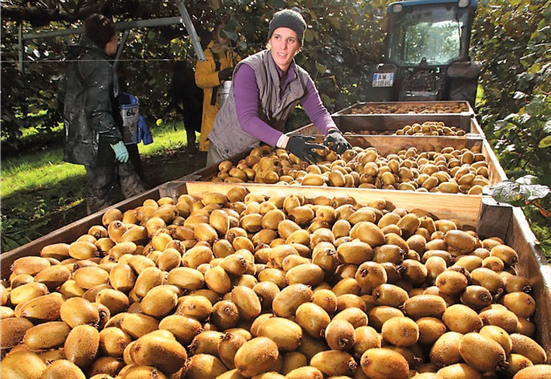 SudOuest Bonne année pour SCAAP Kiwifruits de France Réussir — free download